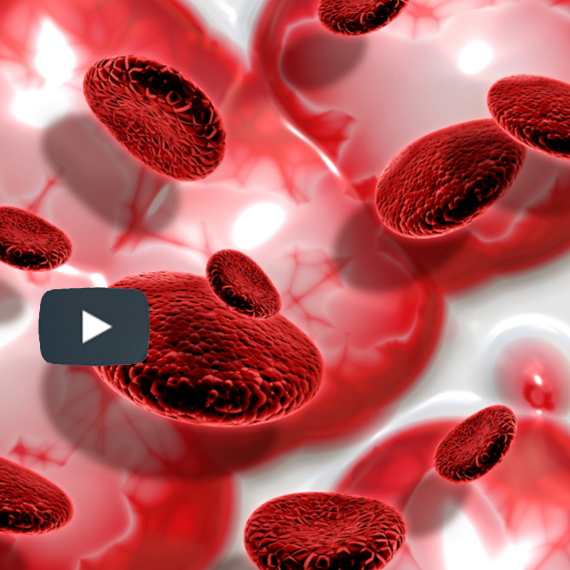 Mikroskopische Darstellung roter Blutplättchen – Vorschaubild des Videos zur PRP-Eigenbluttherapie im ROC Aschheim.